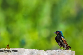 The long tailed bird - image #307183 gratis